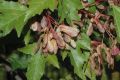 image of Acer tataricum