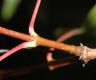 image of Acer tataricum