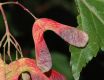 image of Acer tataricum