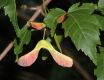 image of Acer tataricum