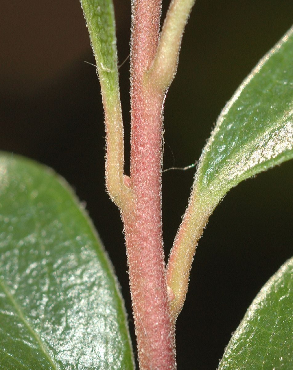 Ericaceae Arctostaphylos uva-ursi