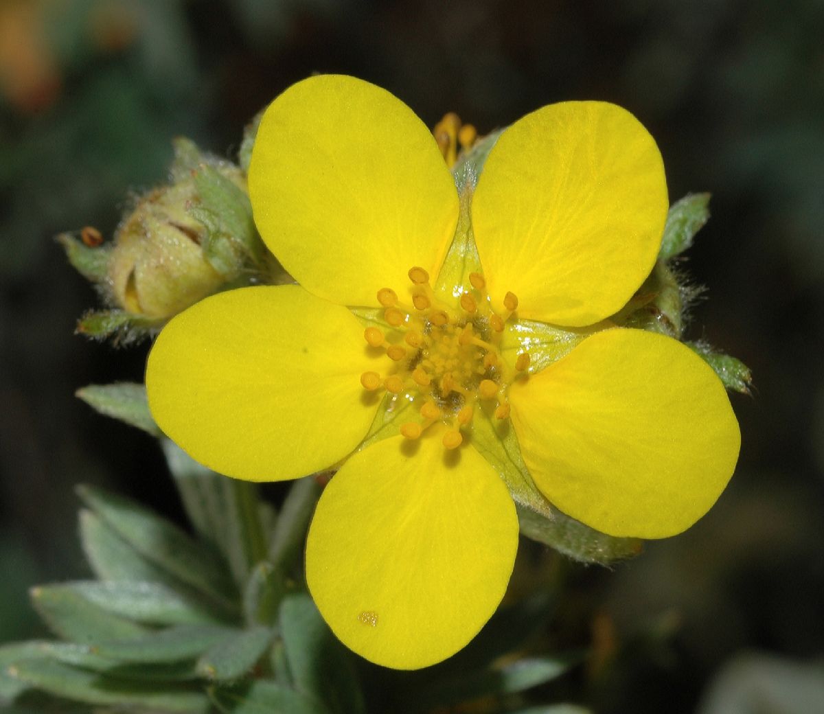 Rosaceae Potentilla fruticosa