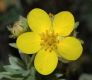 image of Potentilla fruticosa