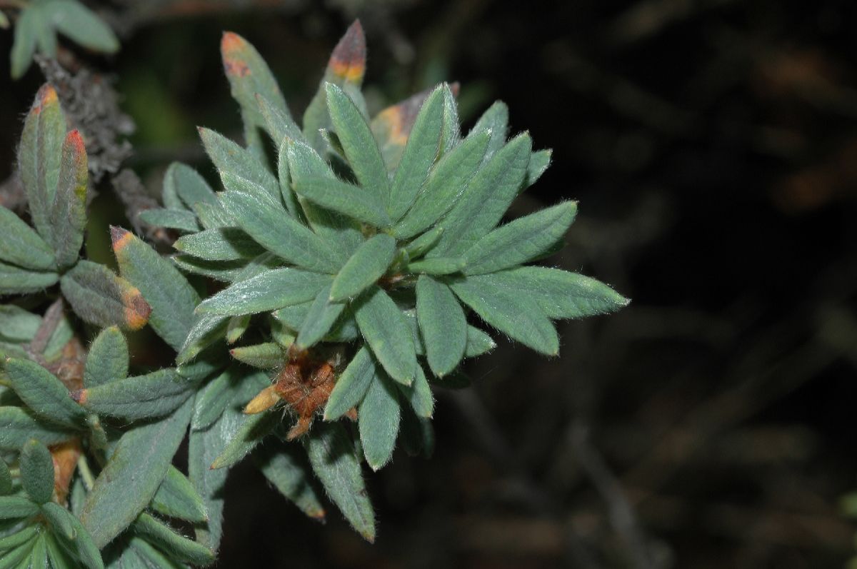 Rosaceae Potentilla fruticosa