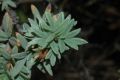 image of Potentilla fruticosa
