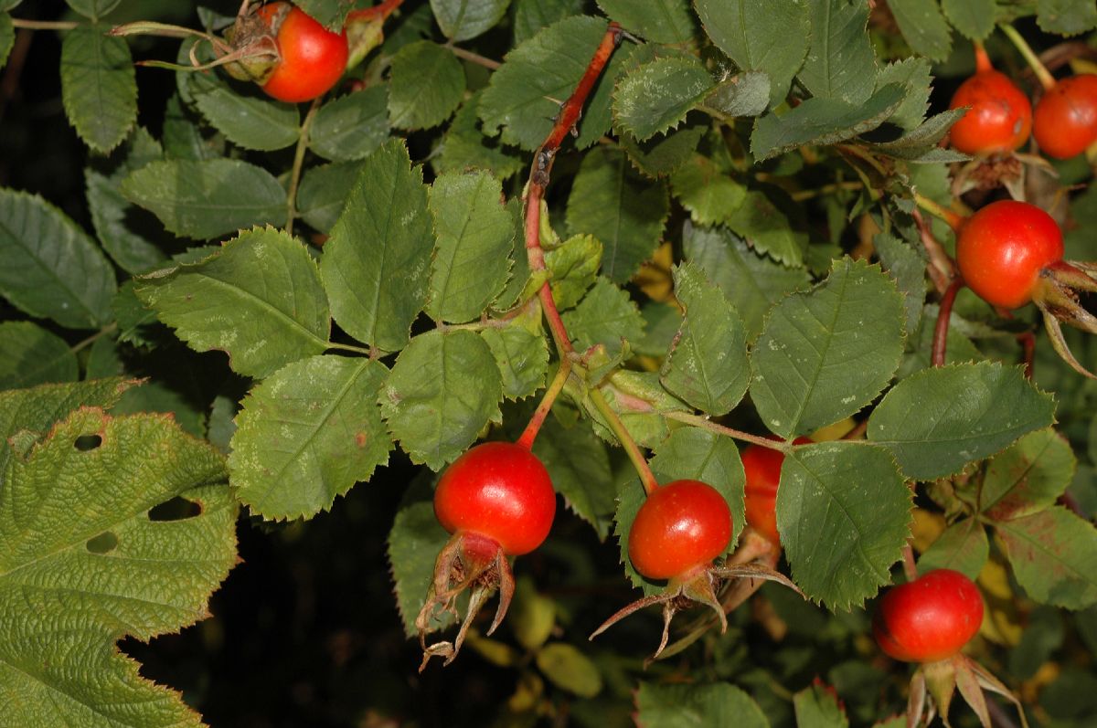 Rosaceae Rosa nutkana