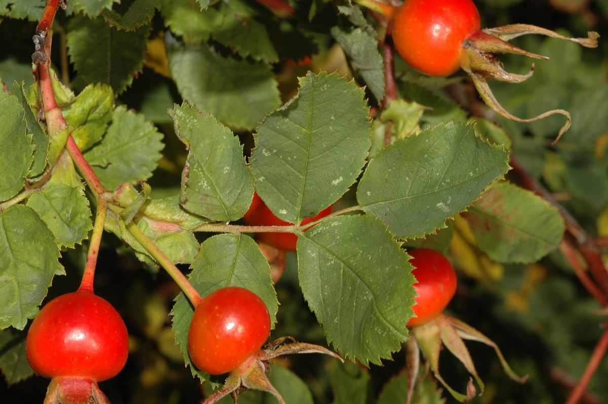Rosaceae Rosa nutkana