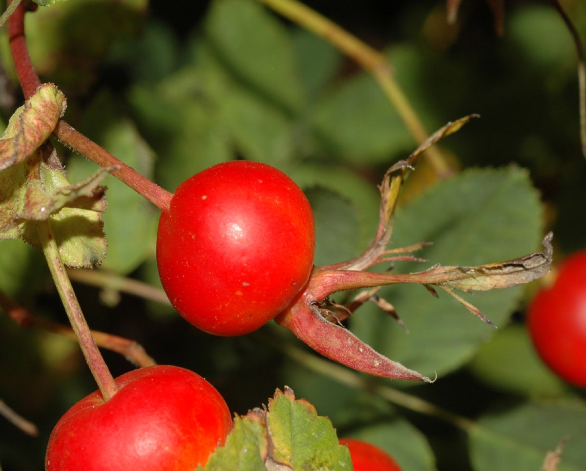 Rosaceae Rosa nutkana