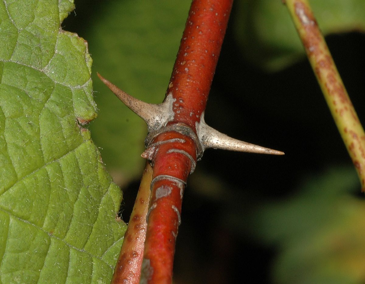 Rosaceae Rosa nutkana