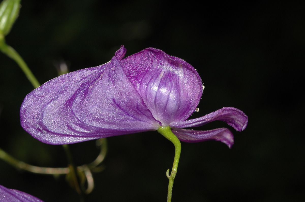 Ranunculaceae Aconitum fischeri