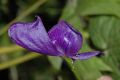 image of Aconitum fischeri