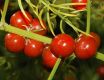 image of Asparagus schoberioides