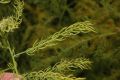 image of Asparagus schoberioides