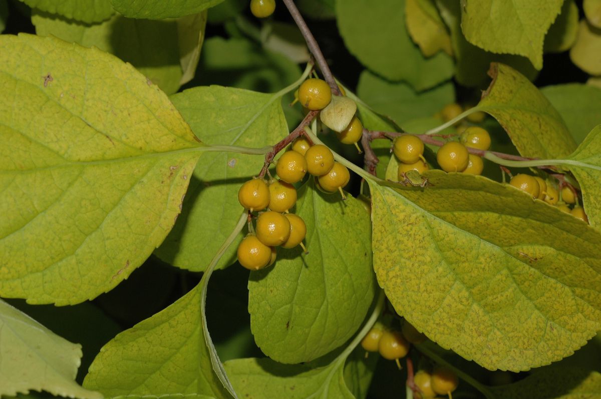 Celastraceae Celastrus orbiculatus