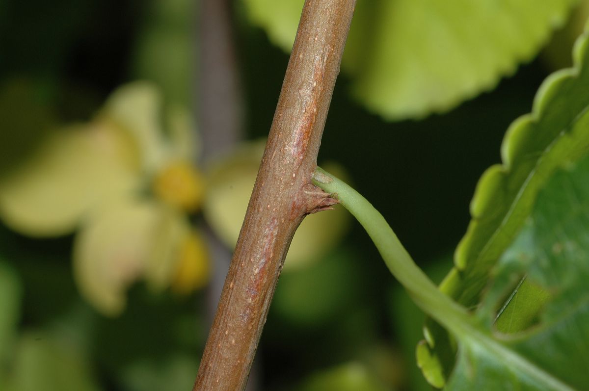 Celastraceae Celastrus orbiculatus