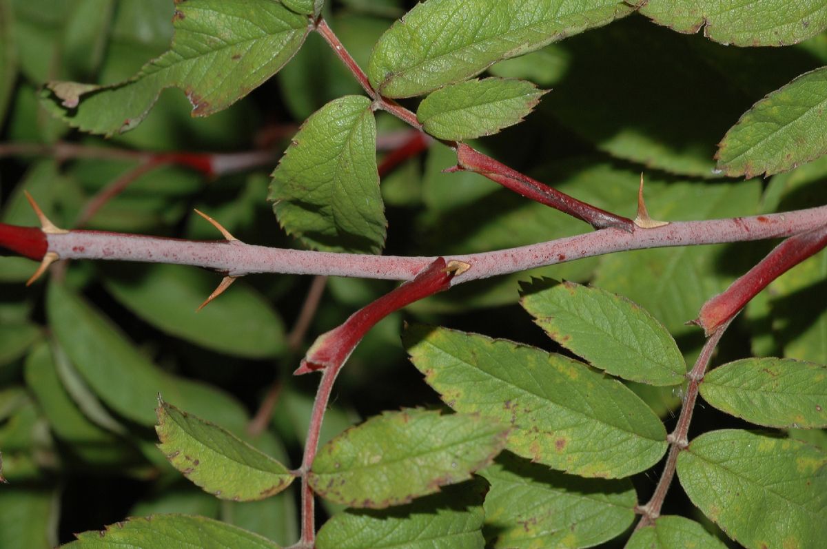 Rosaceae Rosa amblyotis