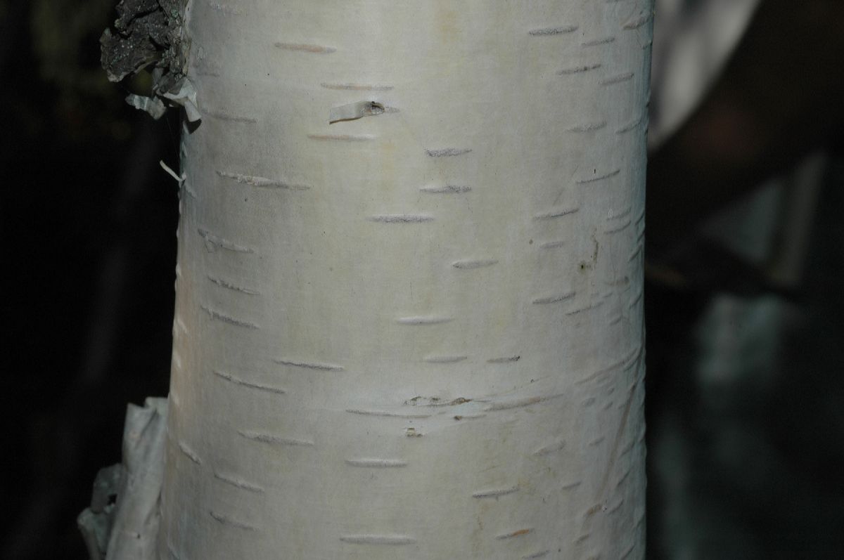 Betulaceae Betula ermanii