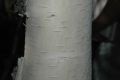 image of Betula ermanii