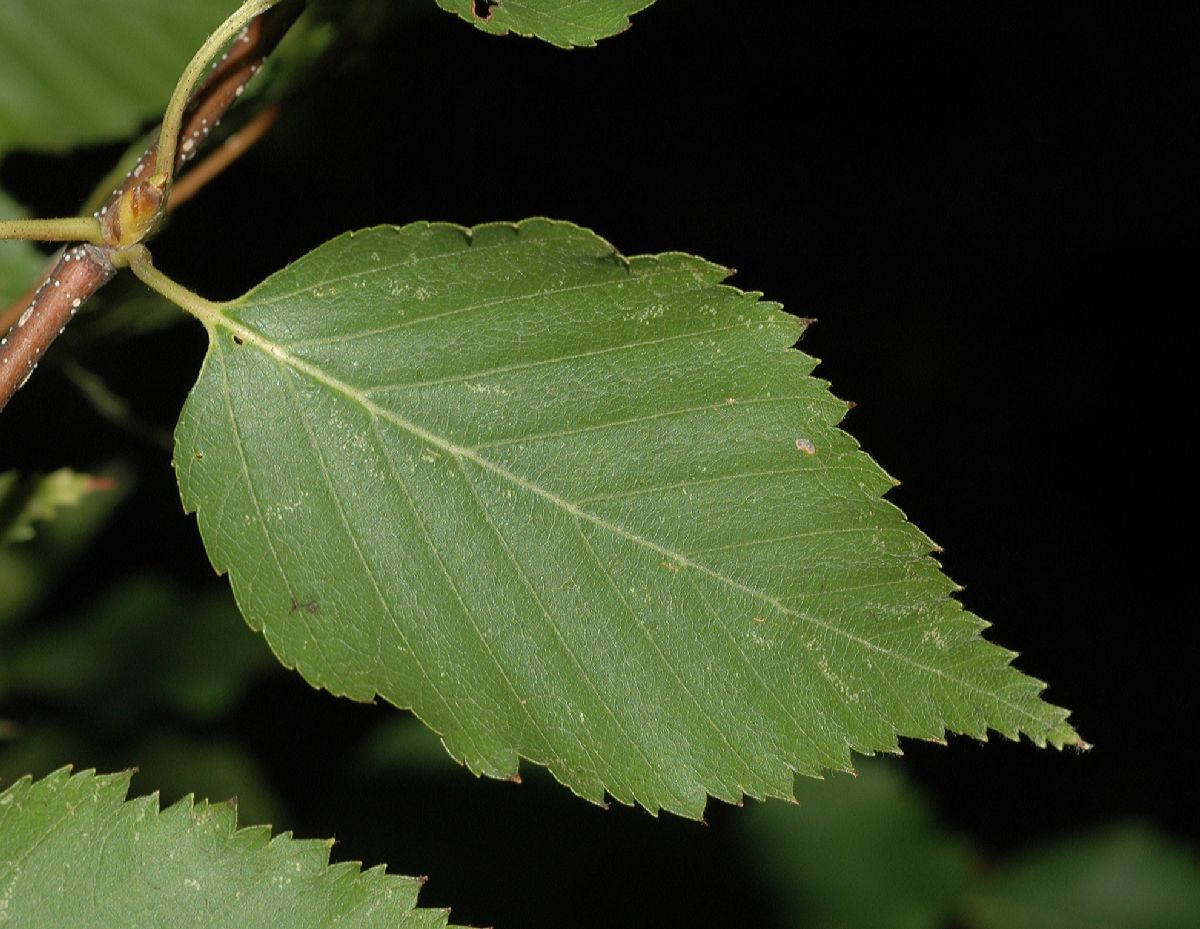 Betulaceae Betula ermanii