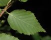 image of Betula ermanii