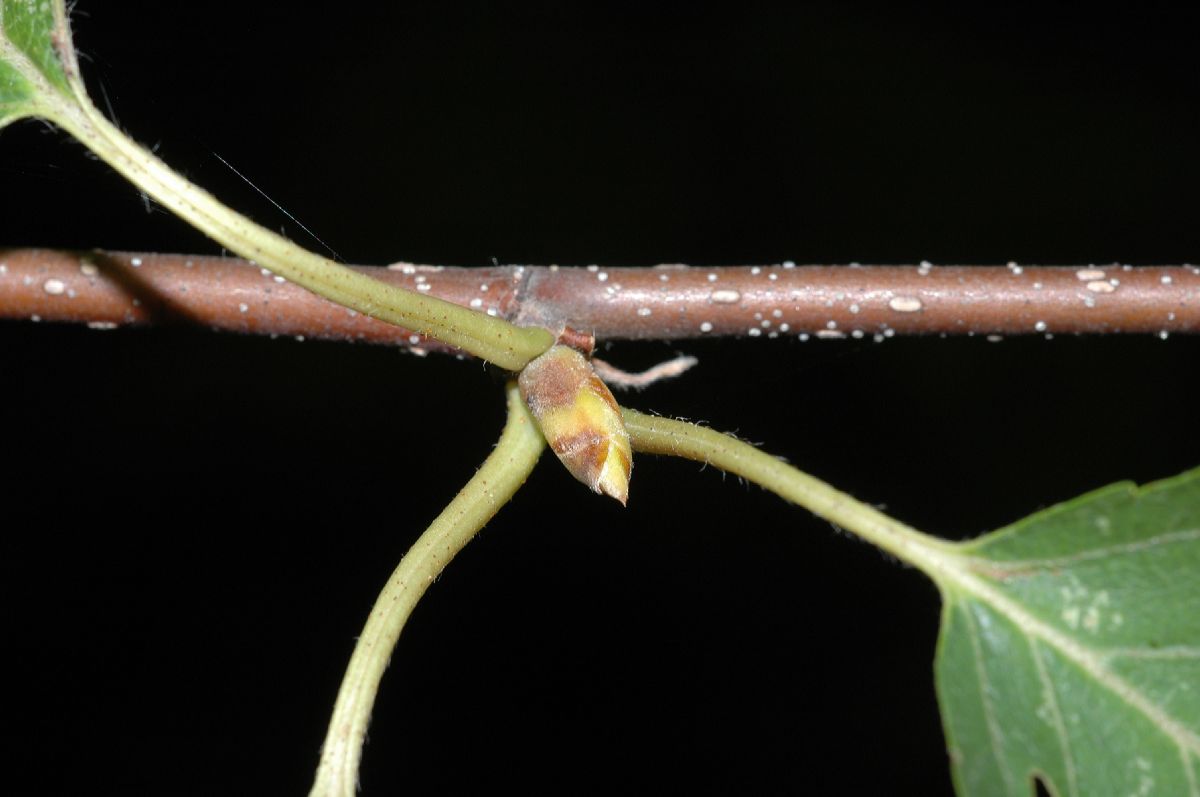 Betulaceae Betula ermanii