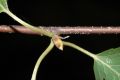 image of Betula ermanii