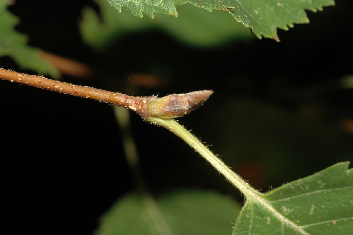 Betulaceae Betula ermanii