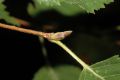 image of Betula ermanii