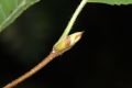 image of Betula ermanii