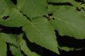 image of Betula ermanii