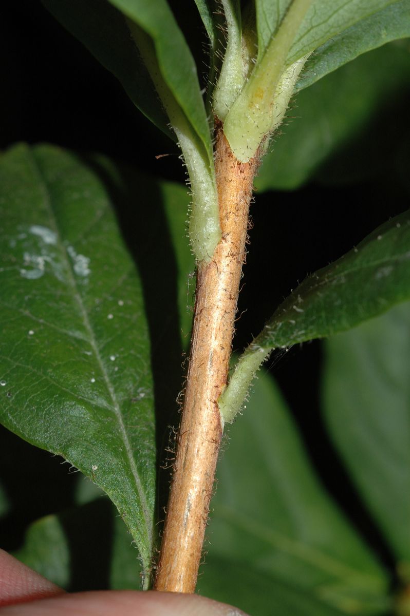 Ericaceae Rhododendron schlippenbachii
