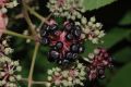 image of Aralia continentalis