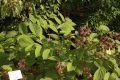 image of Aralia continentalis
