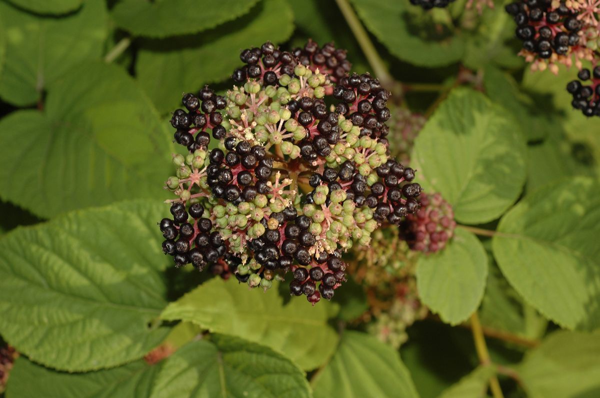 Araliaceae Aralia continentalis