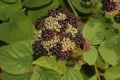 image of Aralia continentalis