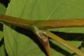 image of Aralia continentalis