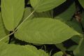 image of Aralia continentalis