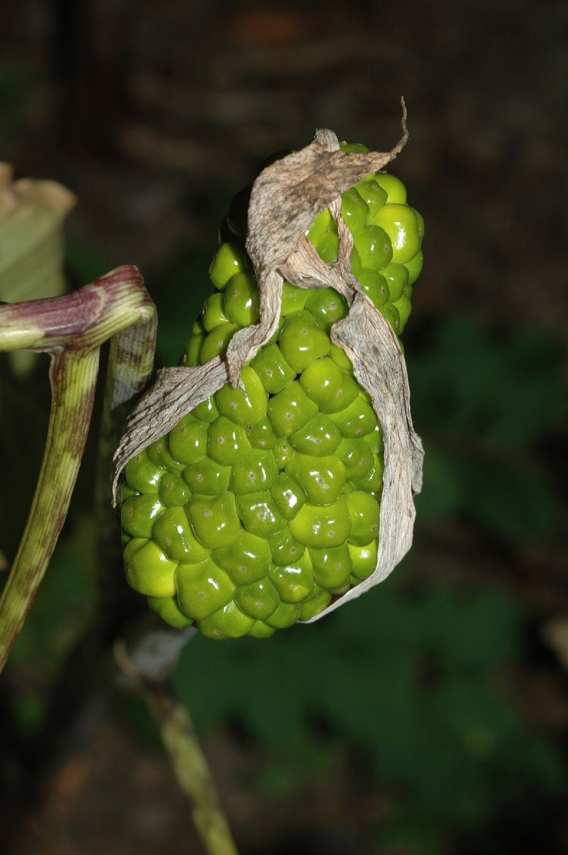 Araceae Arisaema 