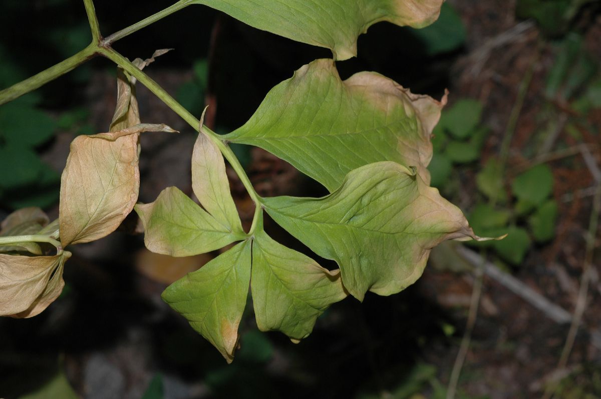 Araceae Arisaema 