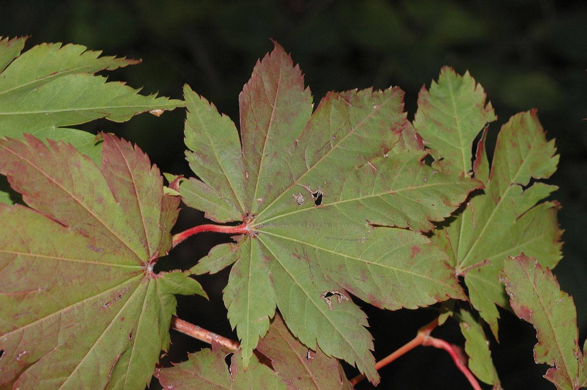 Aceraceae Acer pseudosieboldianum