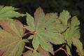 image of Acer pseudosieboldianum