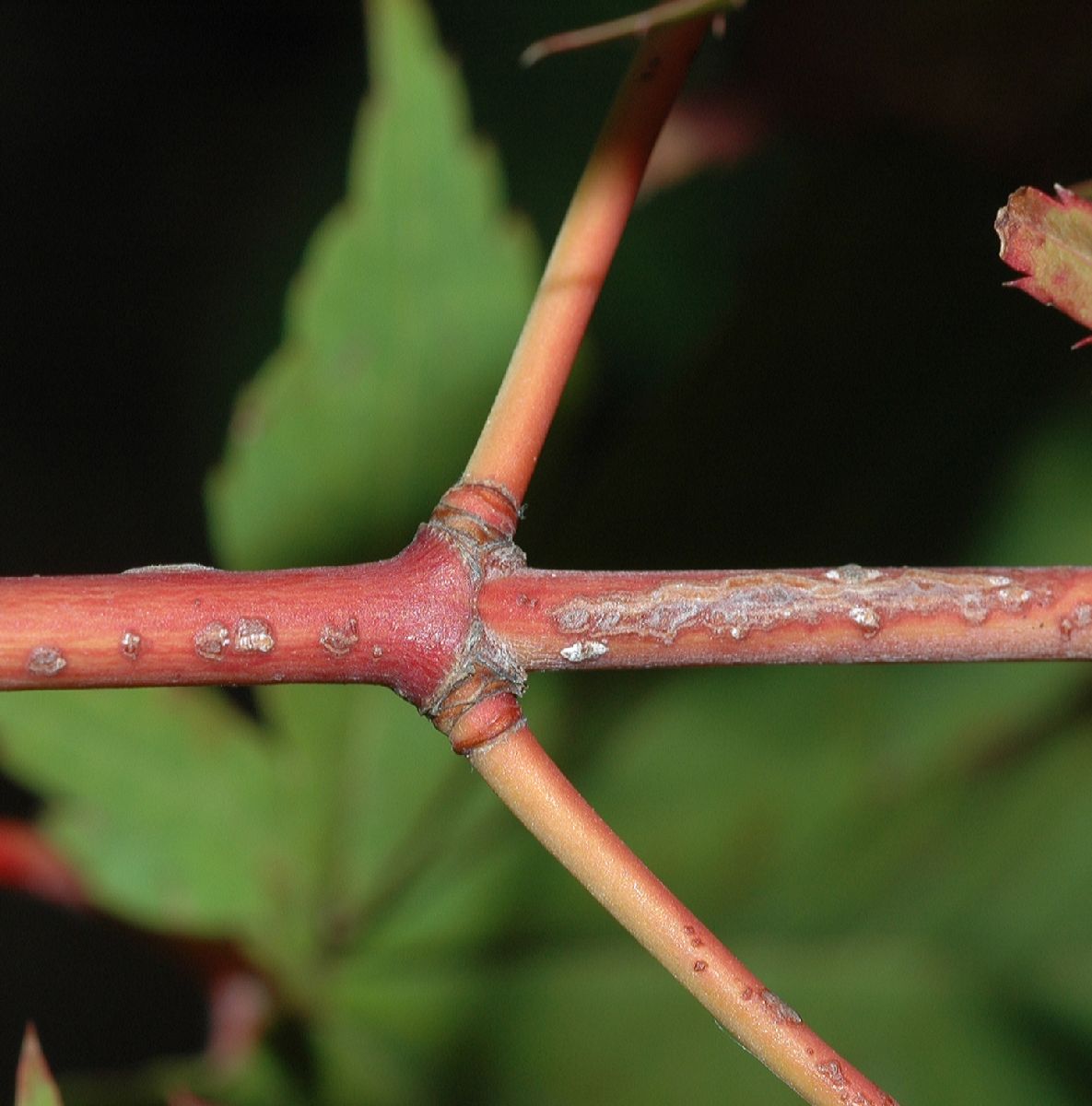 Aceraceae Acer pseudosieboldianum