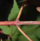 image of Acer pseudosieboldianum