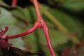 image of Acer pseudosieboldianum