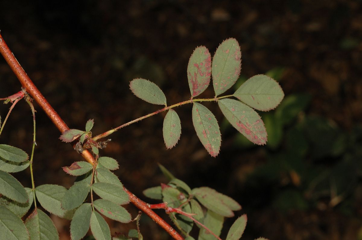 Rosaceae Rosa acicularis