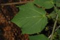 image of Acer tegmentosum