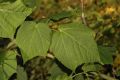 image of Acer tegmentosum