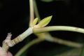 image of Acer tegmentosum