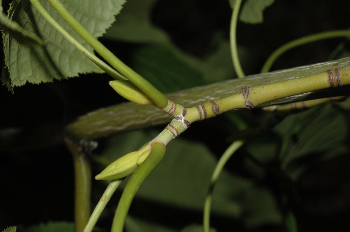 Aceraceae Acer tegmentosum