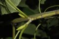 image of Acer tegmentosum